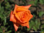 Lovers Meeting-2.jpg
